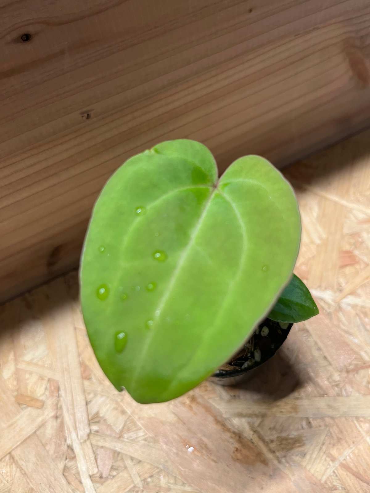 アンスリウム ハイブリッド aff.Besseae×Magnificum Verde | GR