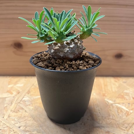 ユーフォルビア　峨眉山 ユーフォルビア 峨眉山の育て方