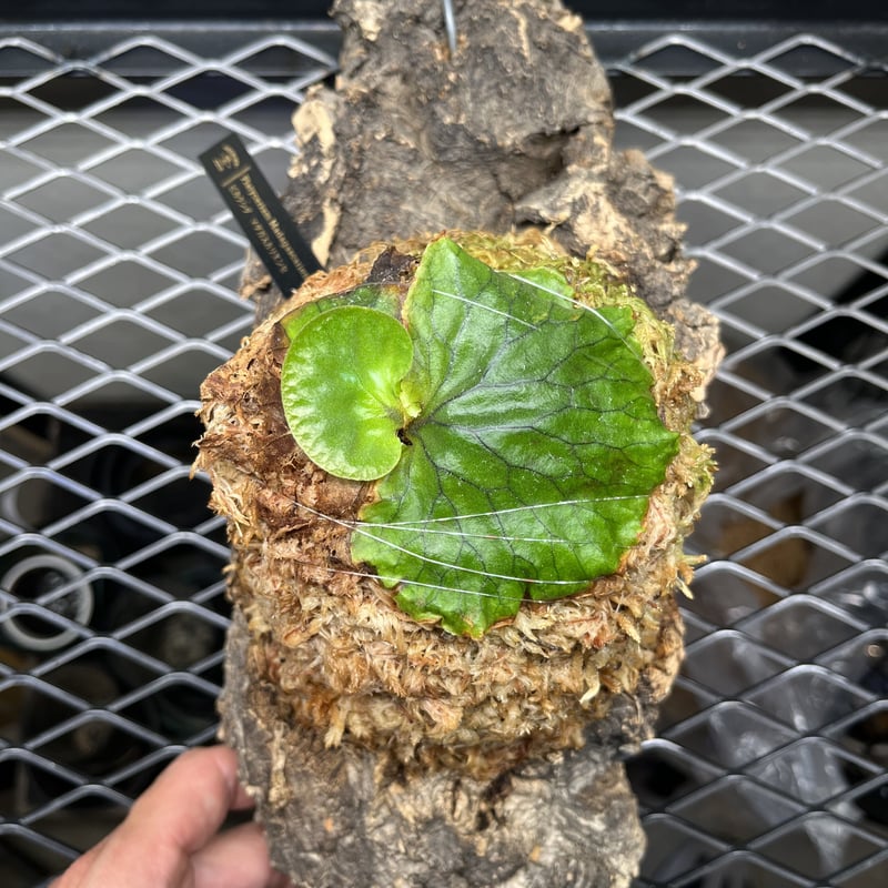 ビカクシダ マダガスカリエンセ | GREEN LUCK