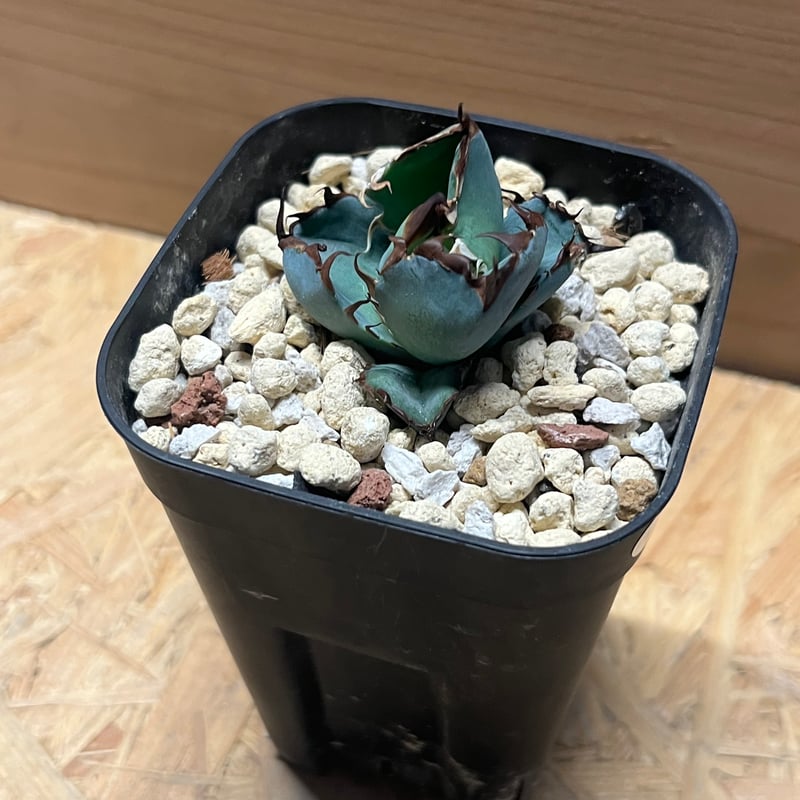 速達【鉢ごと発送】大特価　活着　REZA産　アガベ　BB ブルーボール 速達【鉢ごと発送】大特価 活着 REZA産 アガベ BB ブルーボール