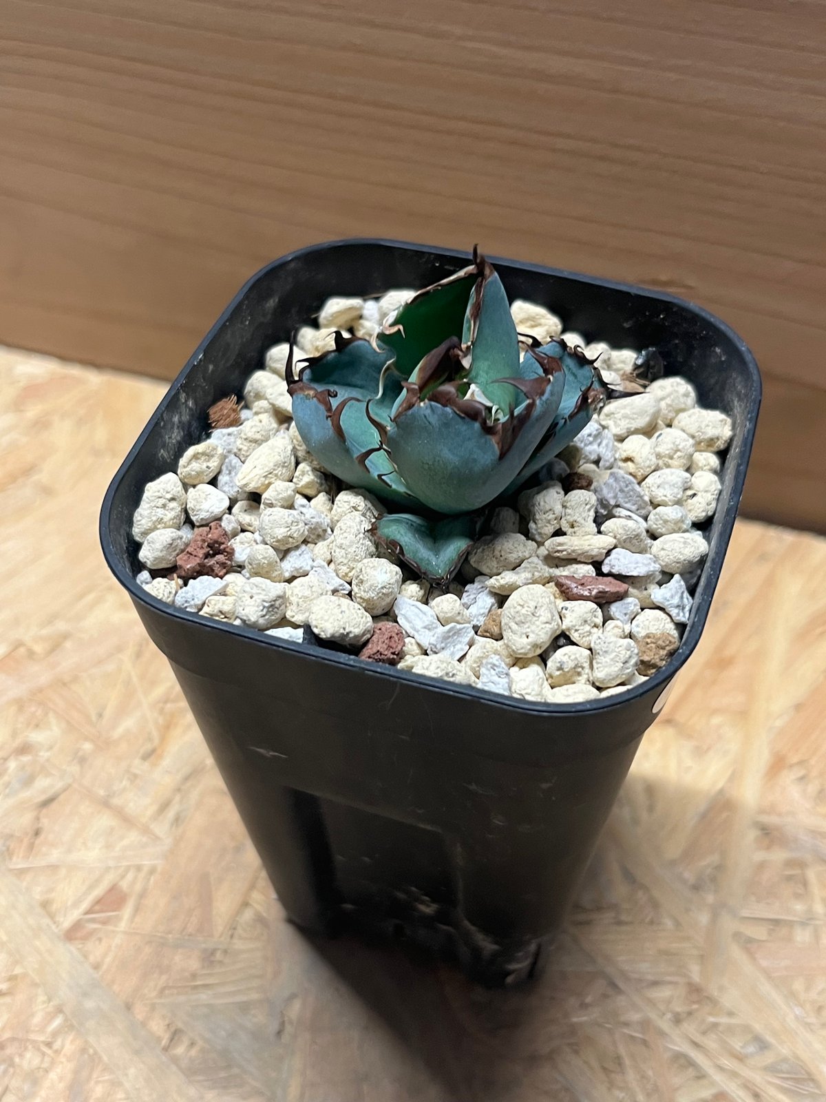 速達【鉢ごと発送】大特価　活着　REZA産　アガベ　BB ブルーボール 速達【鉢ごと発送】大特価 活着 REZA産 アガベ BB ブルーボール