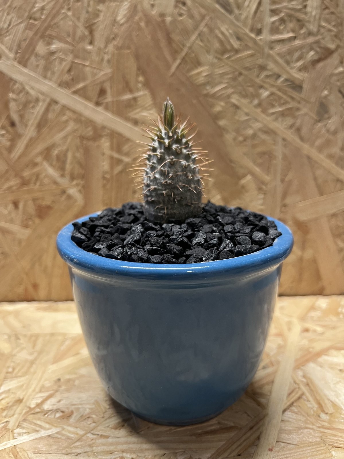 パキポディウム グラキリス 実生×伝市鉢 | GREEN LUCK