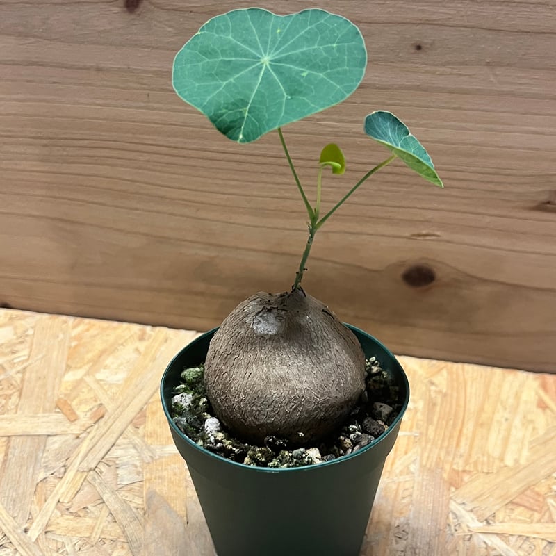 ステファニア エレクタ | GREEN LUCK