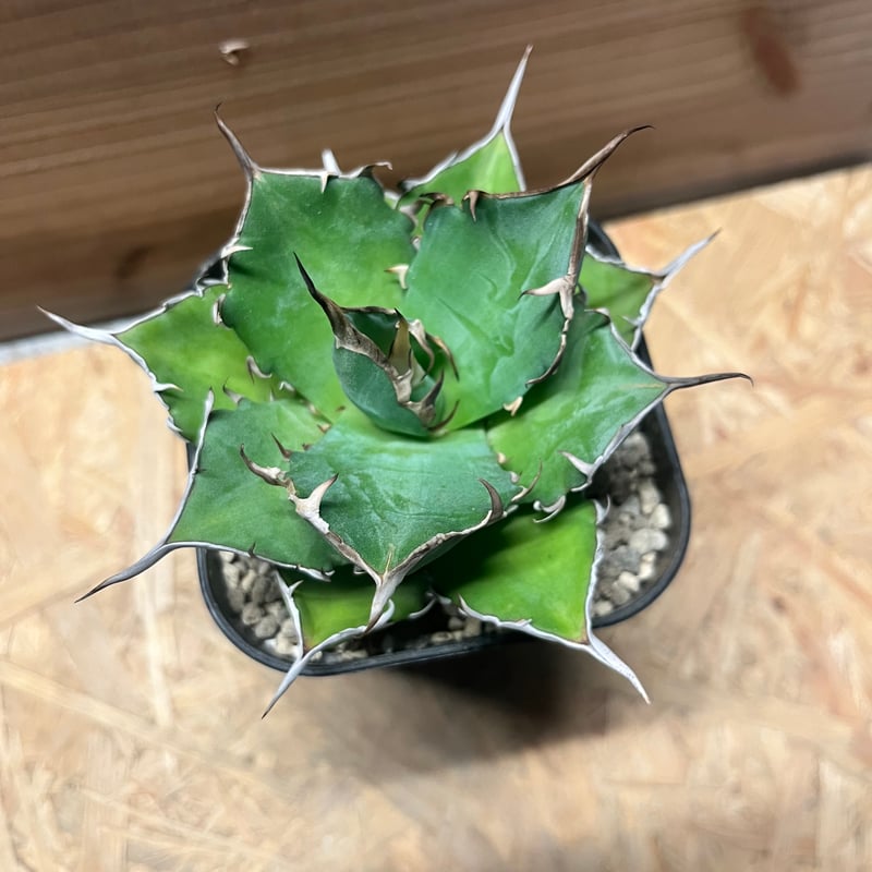 アガベ チタノタ 'ハデス' | GREEN LUCK