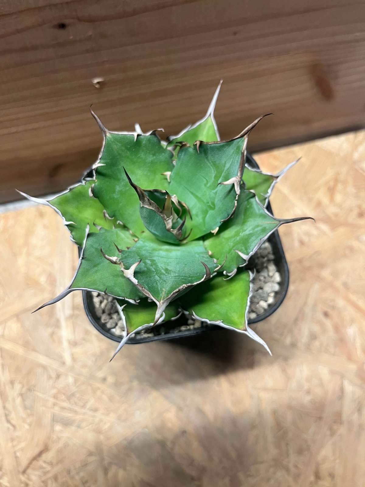 アガベ チタノタ 'ハデス' | GREEN LUCK