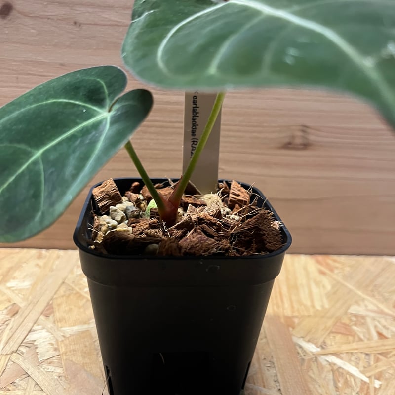 アンスリウム ホフマニー×カーラブラッキー | GREEN LUCK