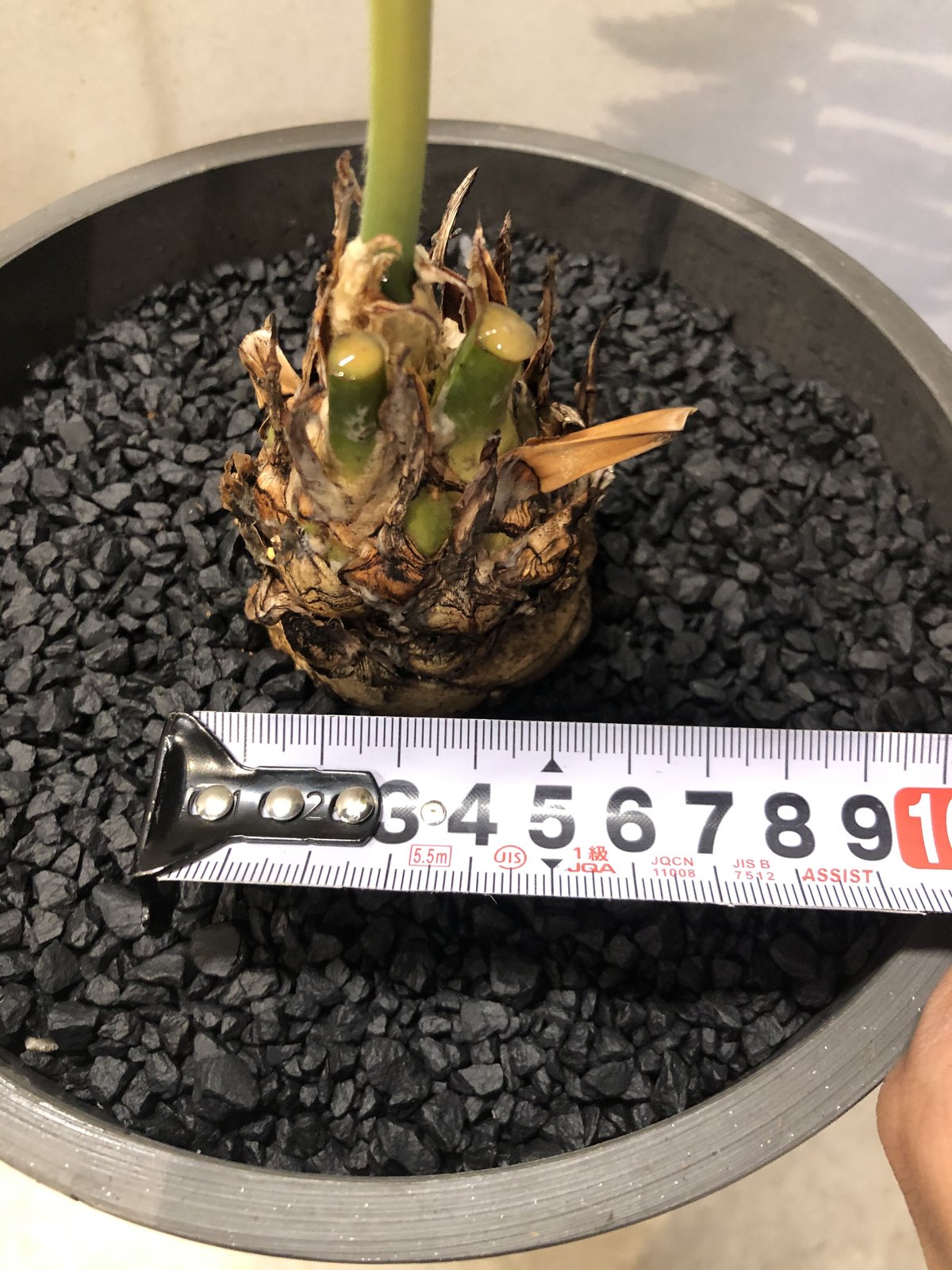 ディオーン スピヌロスム | GREEN LUCK