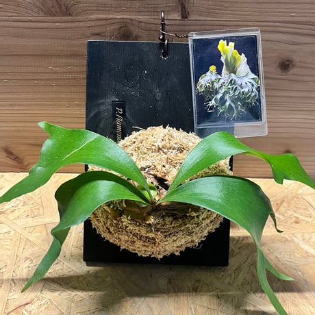 ビカクシダ | STORES