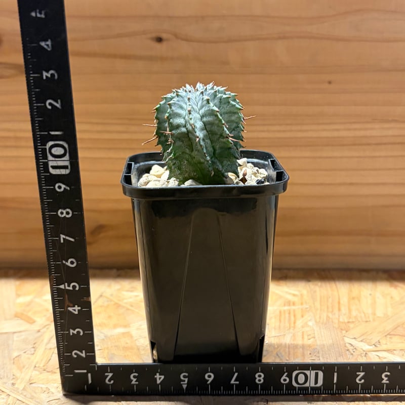 鉢付き ユーフォルビアゼブラホリダ ユーフォルビア ホリダ ゼブラホリダ | GREEN LUCK