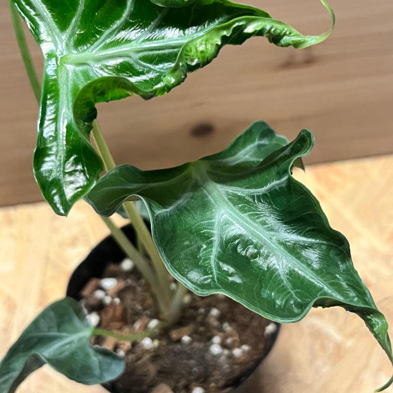 アロカシア ロコ | GREEN LUCK