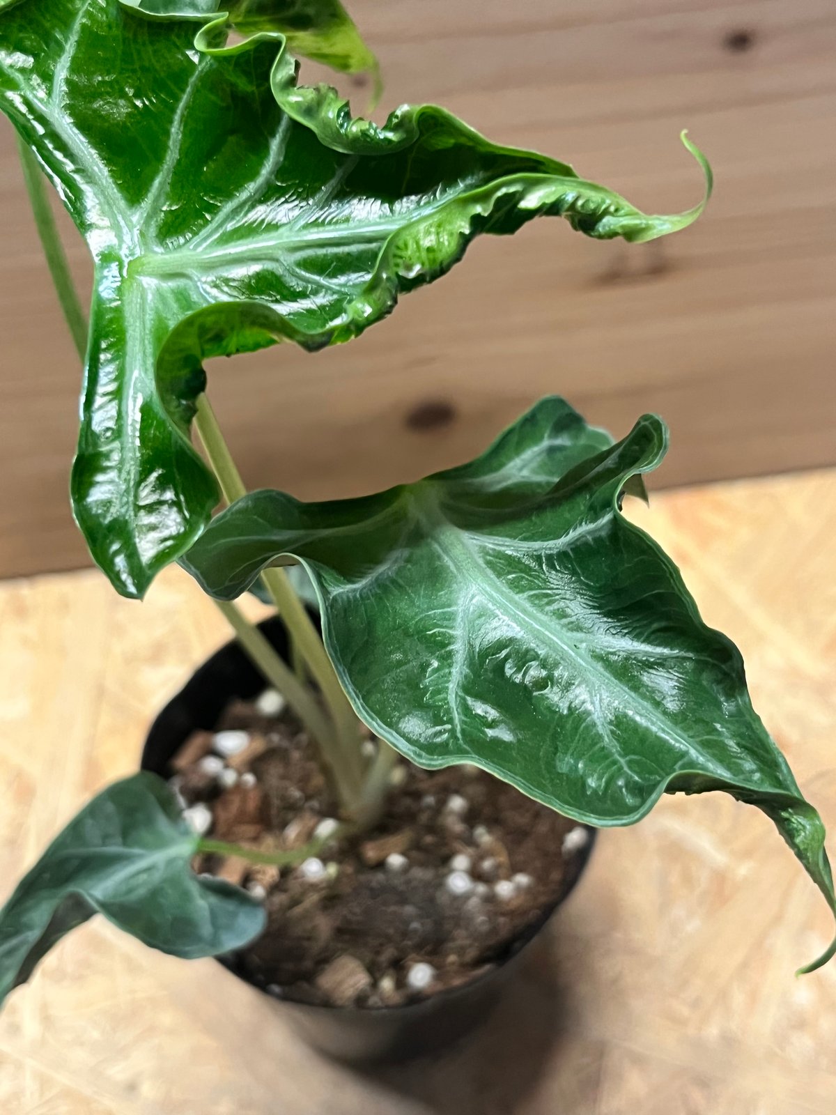 Alocasia Loco アロカシア・ロコ アロカシア・ロコ Alocasia 'Loco' | Plants Baka