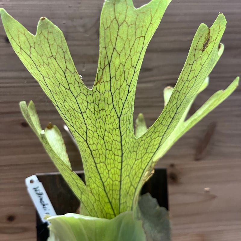 ビカクシダ ウィリンキー 'ロジャーナ' | GREEN LUCK