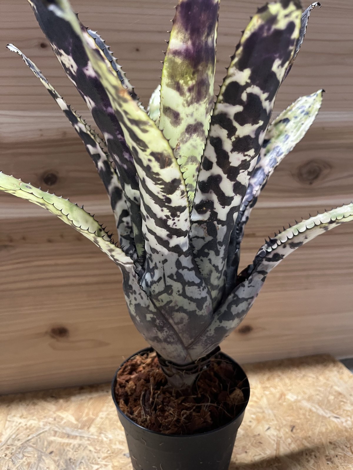 エクメア オーランディアナ | GREEN LUCK