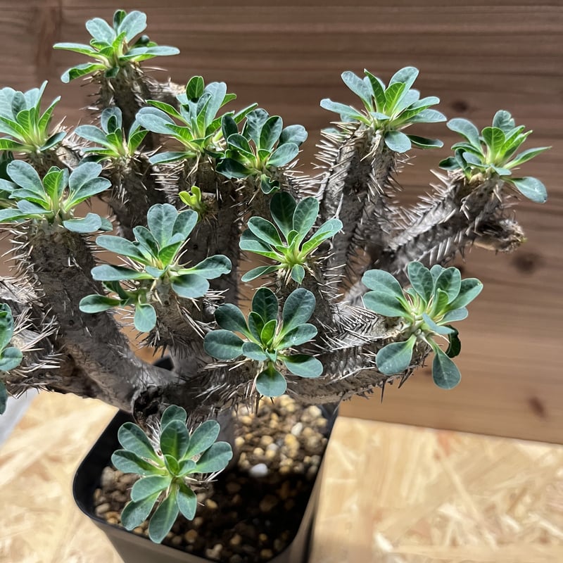 本物の ユーフォルビアギラウミニアナ③(中株) 植物/観葉植物