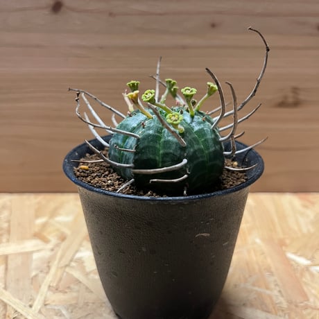 ユーフォルビア　バリダ　雄株