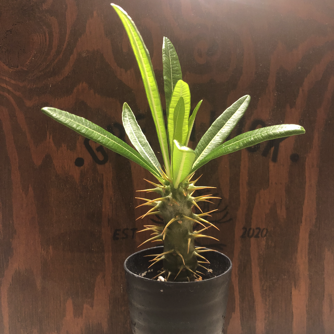 パキポディウム・アンボンゲンセ　実生 パキポディウム アンボンゲンセ 実生 | GREEN LUCK