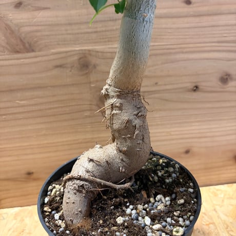 アダンソニア　ディギタータ　バオバブ