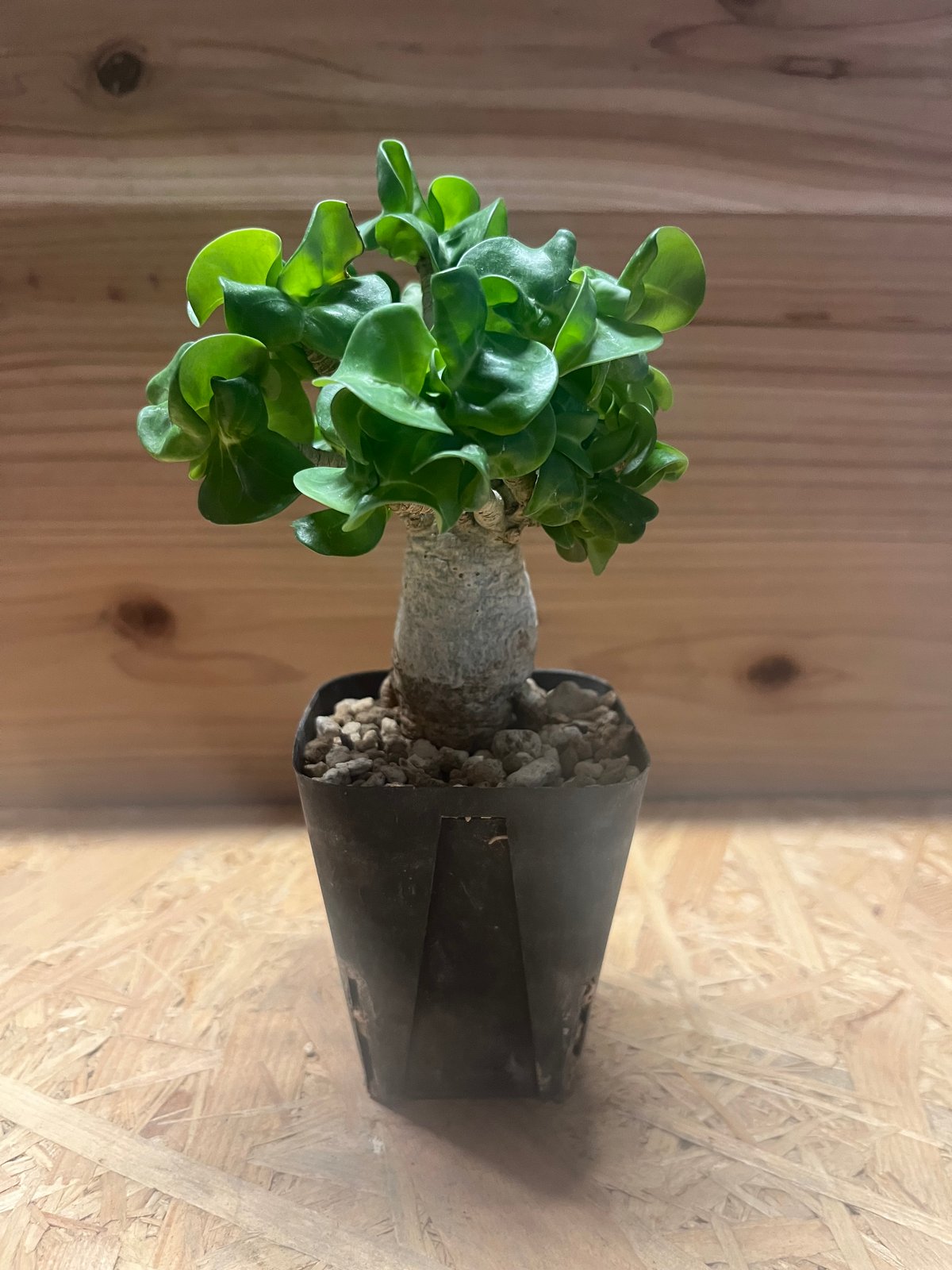 獅子葉/アデニウム/極太】Dorset Horn Adenium(DHA) ⑤ 惚れ 獅子葉/アデニウム/極太】Dorset Horn Adenium(DHA) ⑤ 惚れ