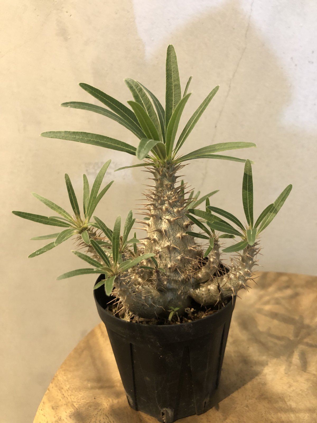 パキポディウム グラキリス 実生 象牙宮 開花済 bizen pot パキポディウム グラキリス 実生 象牙宮 開花済 bizen pot