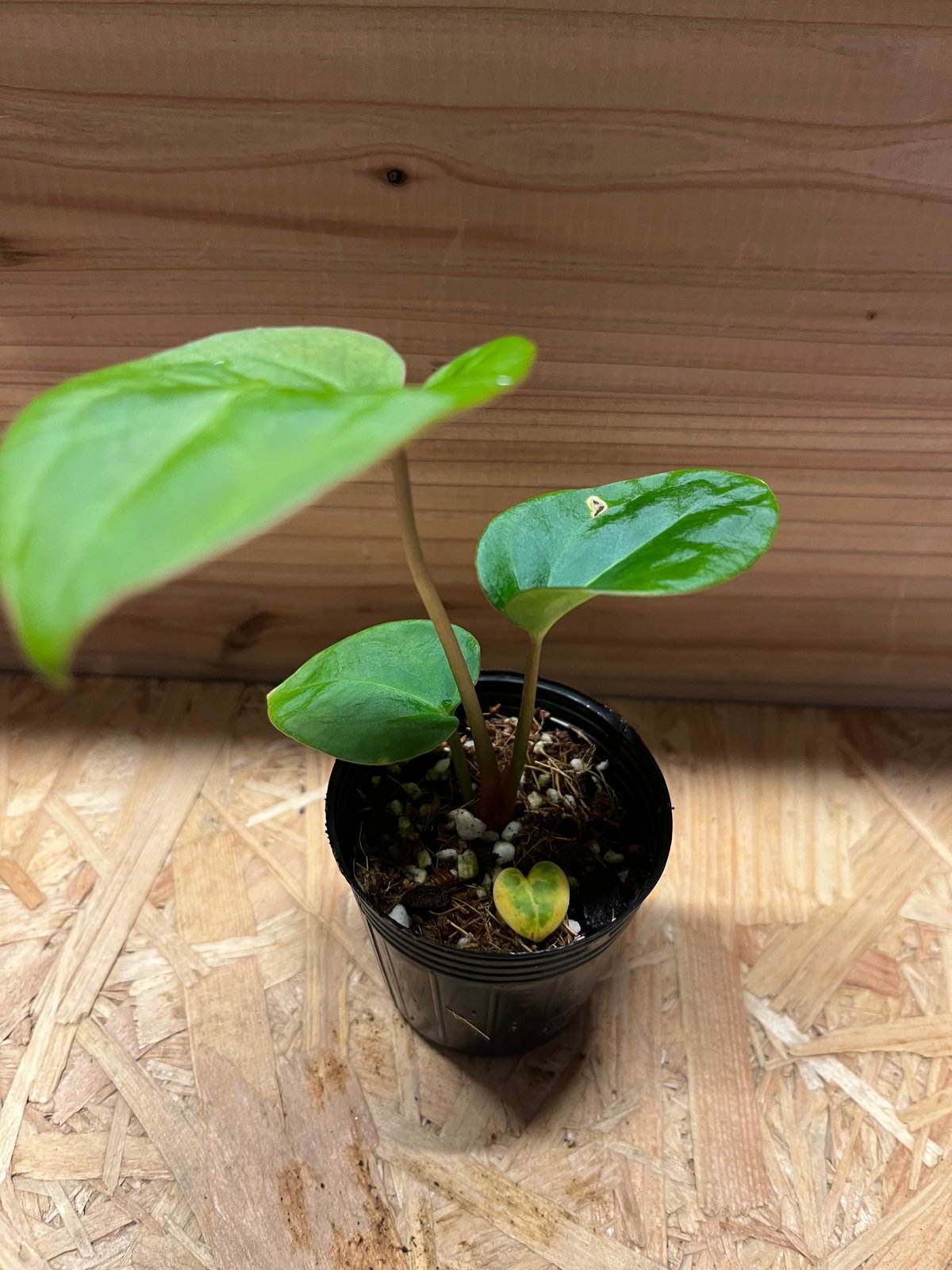 アンスリウム　ハイブリッド 💜Angels Dream /forgetii × 'Red crystal'💜 My Original hybrid