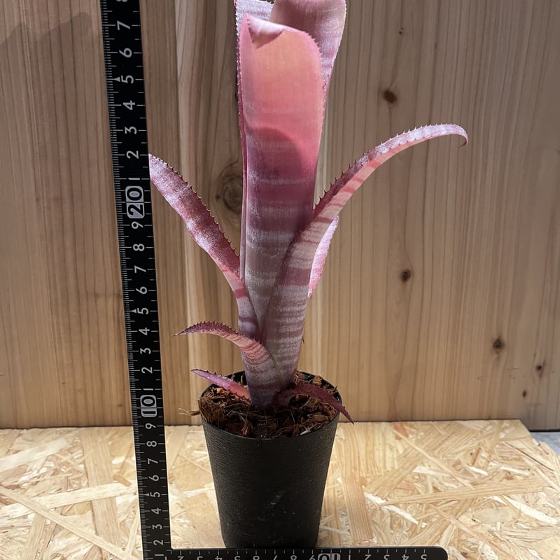 ビルベルギア ビッタータ | GREEN LUCK