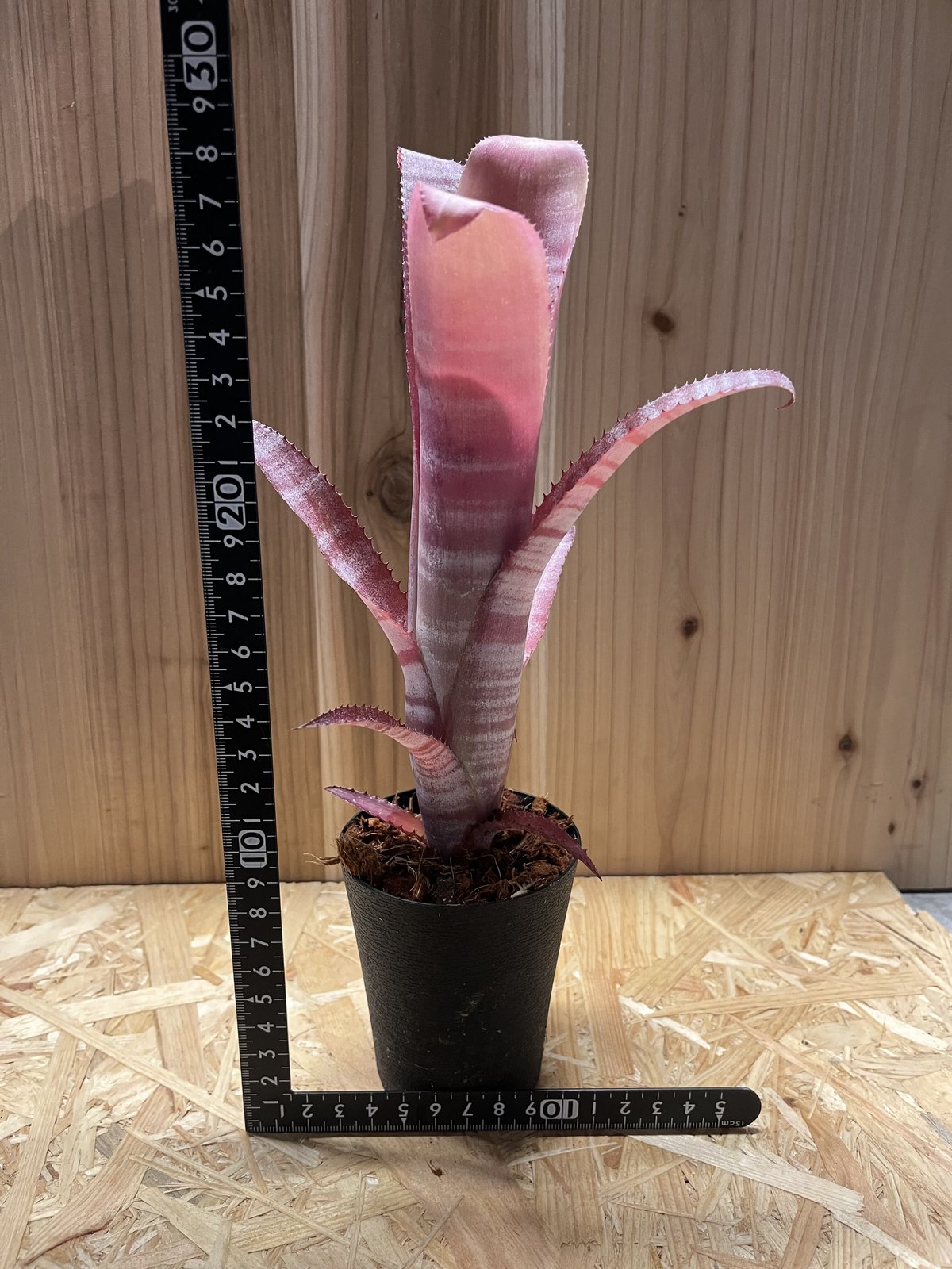 ビルベルギア ビッタータ | GREEN LUCK