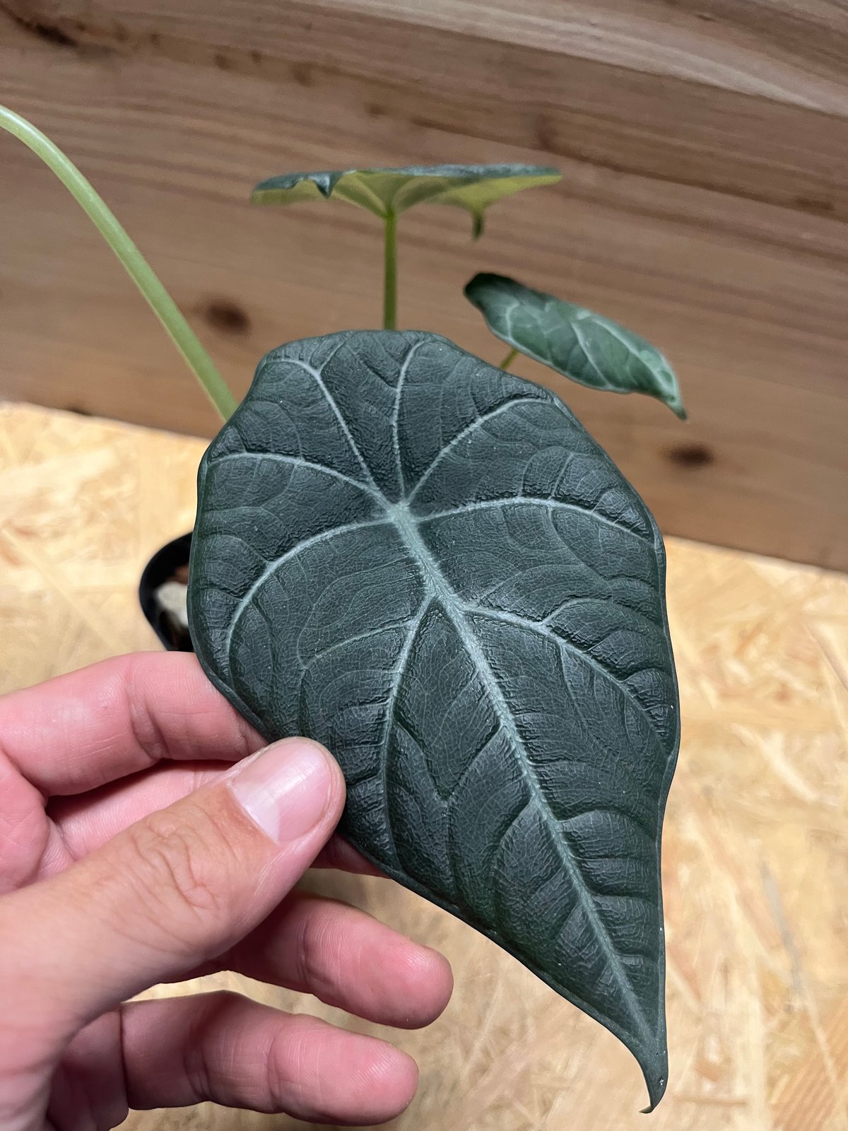 アロカシア4種（ノビリス／ドラゴンムーン／メタリックブルー／コラゾン）21希少 アロカシア4種（ノビリス／ドラゴンムーン／メタリックブルー