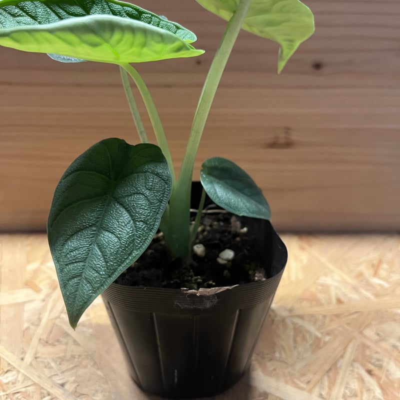 アロカシア メロ | GREEN LUCK