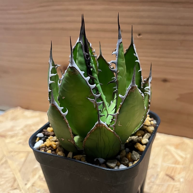 アガベ ホリダ | GREEN LUCK