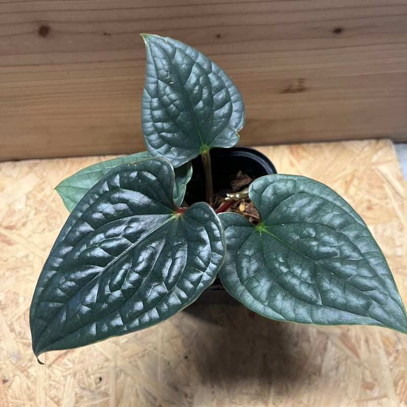 アンスリウム ルクスリアンス | GREEN LUCK