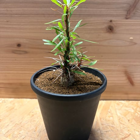 フォークイエリア | STORES