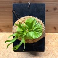 ビカクシダ　リドレイ　'パカラン'
