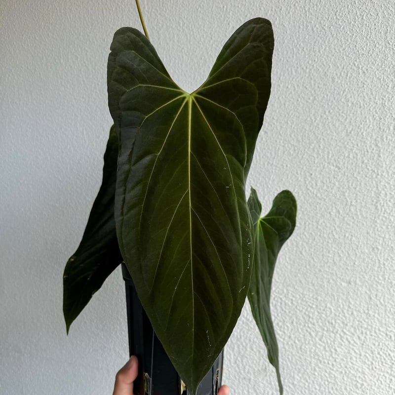 アンスリウム パピリラミナム | GREEN LUCK