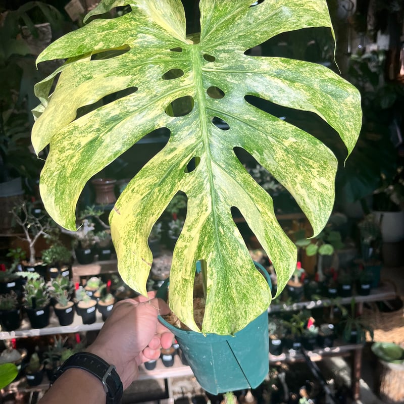モンステラ デリシオーサ 'レガシー' | GREEN LUCK