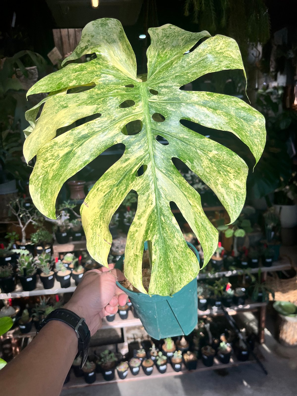 モンステラ デリシオーサ 'レガシー' | GREEN LUCK