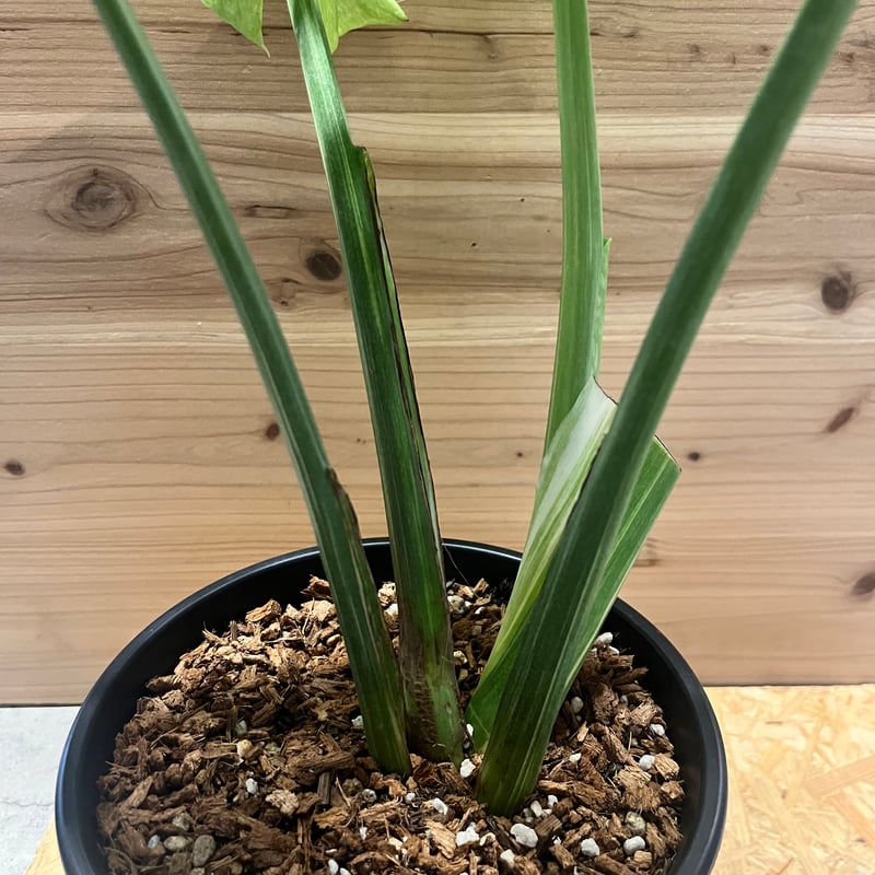 モンステラ デリシオーサ 'プラチナム' | GREEN LUCK