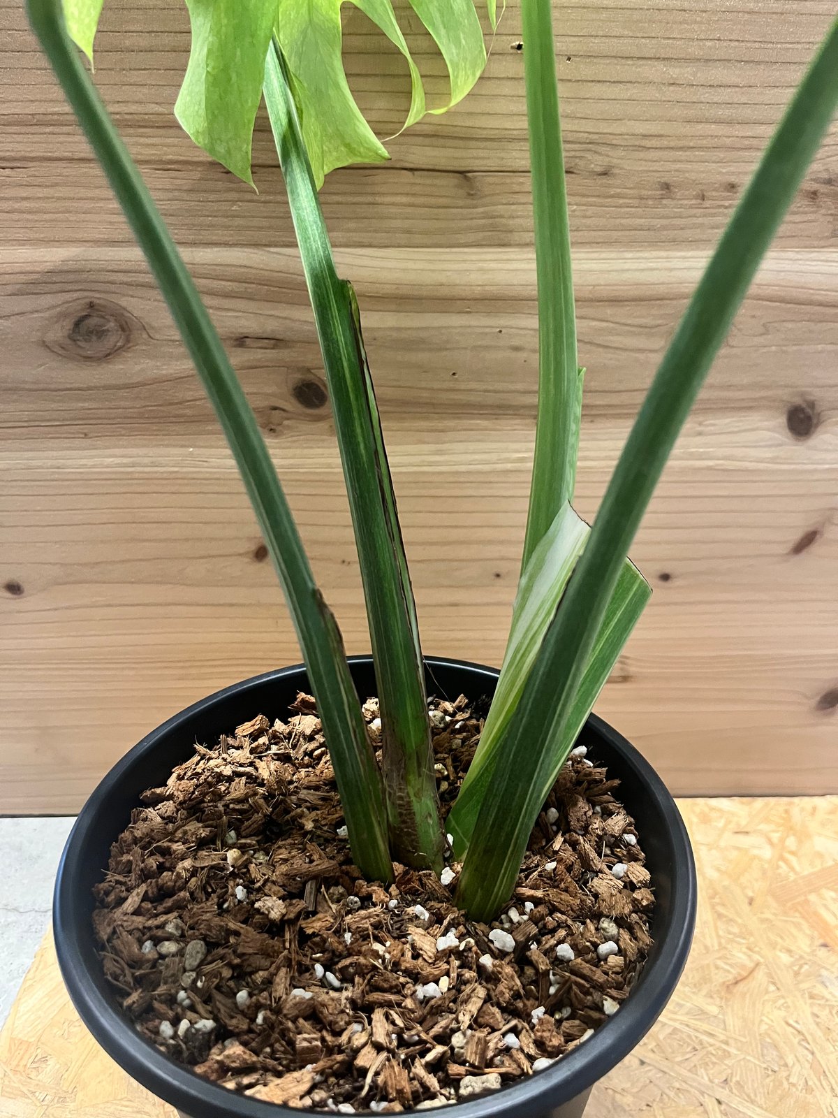 モンステラ デリシオーサ 'プラチナム' | GREEN LUCK