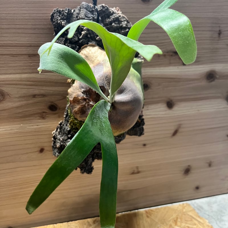 ビカクシダ 'フーンシキ' | GREEN LUCK