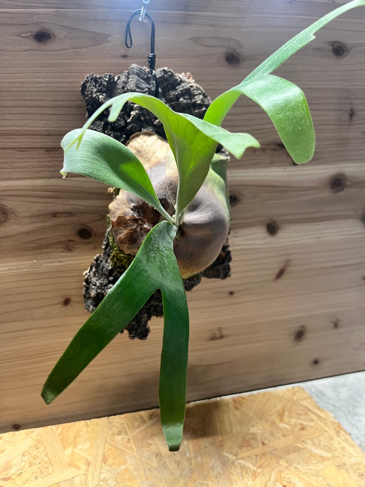 ビカクシダ 'フーンシキ' | GREEN LUCK