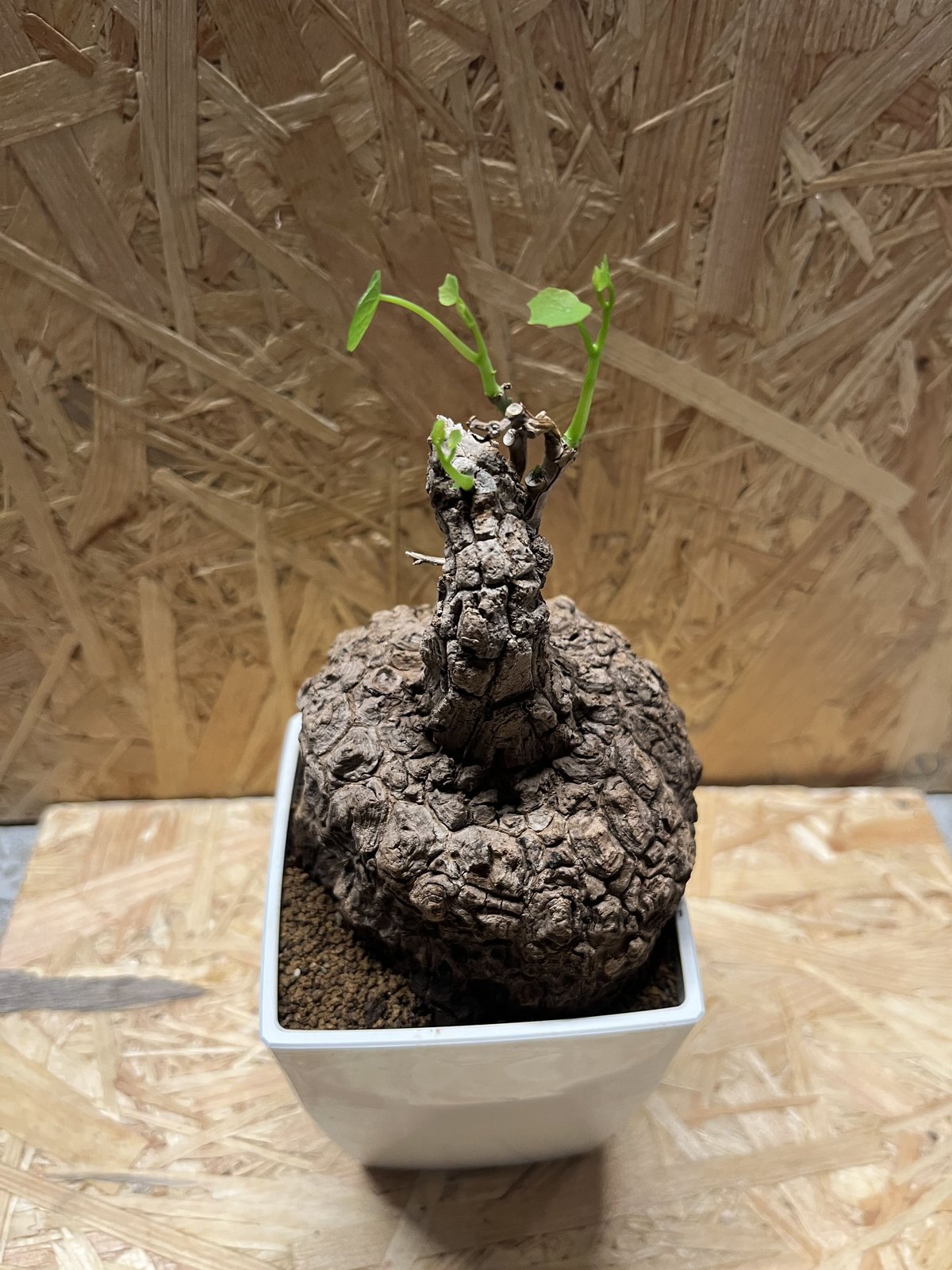 お*▲様 left botanical レフトボタニカル　植木鉢　アガベや塊根植 お*△様 left botanical レフトボタニカル 植木鉢 アガベや塊根植 お*△