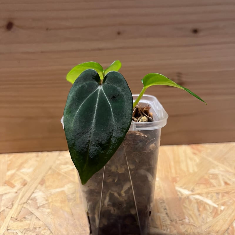 アンスリウム Midnight Velvet×Crystallinum【Red】×Carlab