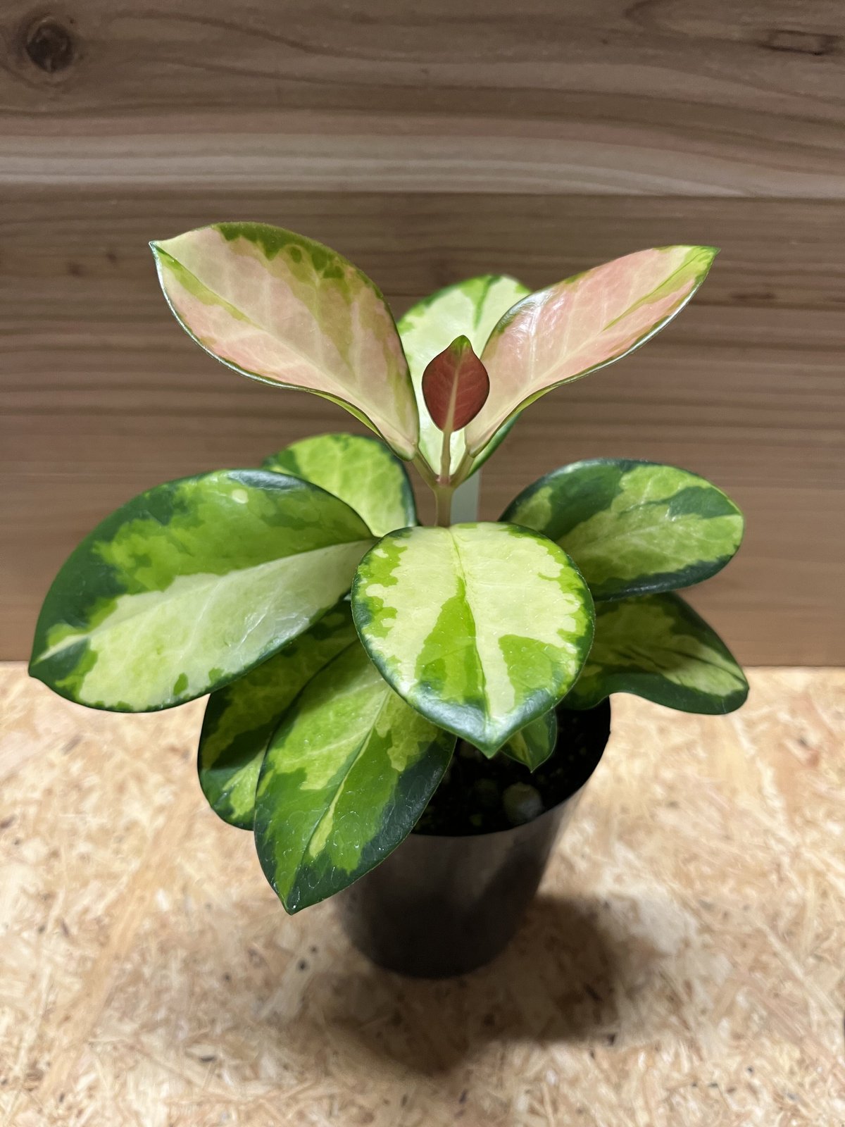 ホヤ オーストラリス リサ | GREEN LUCK