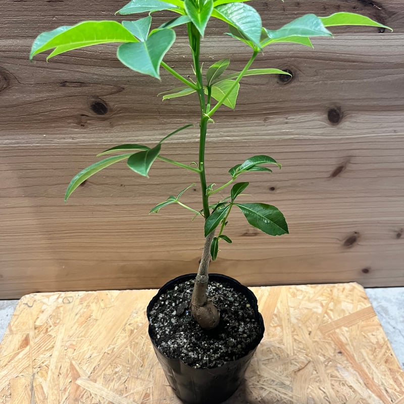 アダンソニア グレゴリー バオバブ | GREEN LUCK