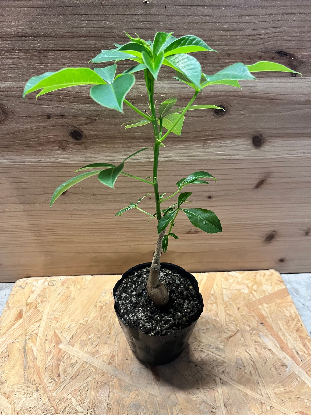 バオバブの木 コーデックス バオバブの木の通販 | 塊根植物