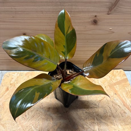 フィロデンドロン | STORES