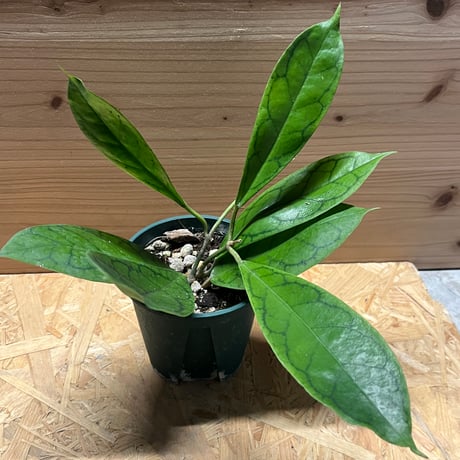 Galantaqum sp. 観葉植物 - その他観葉植物