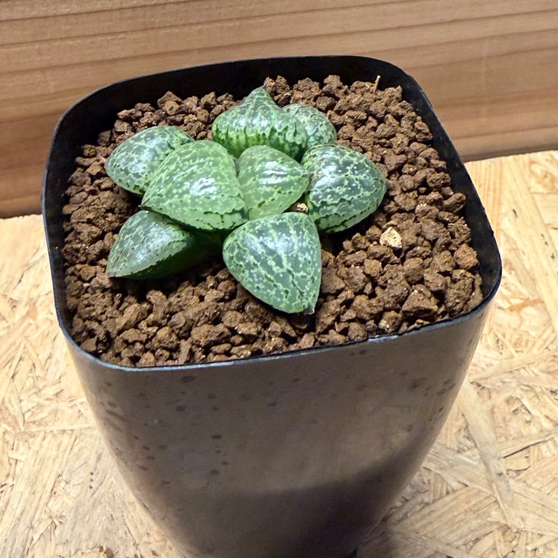 Top【選抜株】多肉植物　15427ディープ　フォレスト 36個　鉢無し/脱土 ハオルチア コンプトニアーナ 'フォレスト' | GREEN LUCK