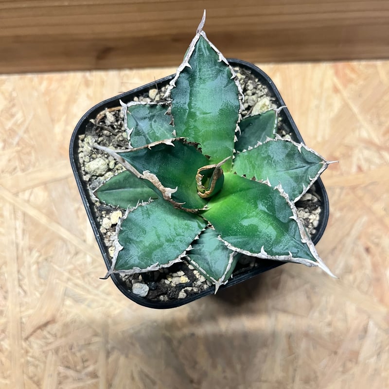 アガベ チタノタ '浪人' | GREEN LUCK