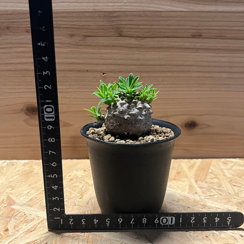 ユーフォルビア 峨眉山 | GREEN LUCK