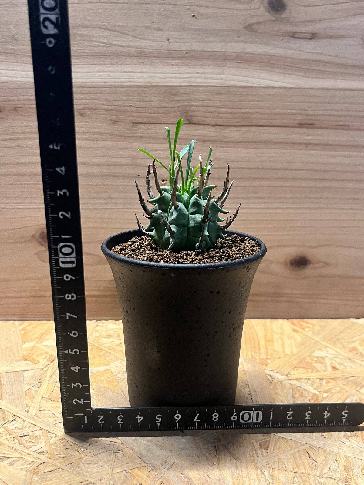 ユーフォルビア スコエンランディ 闘牛角 | GREEN LUCK